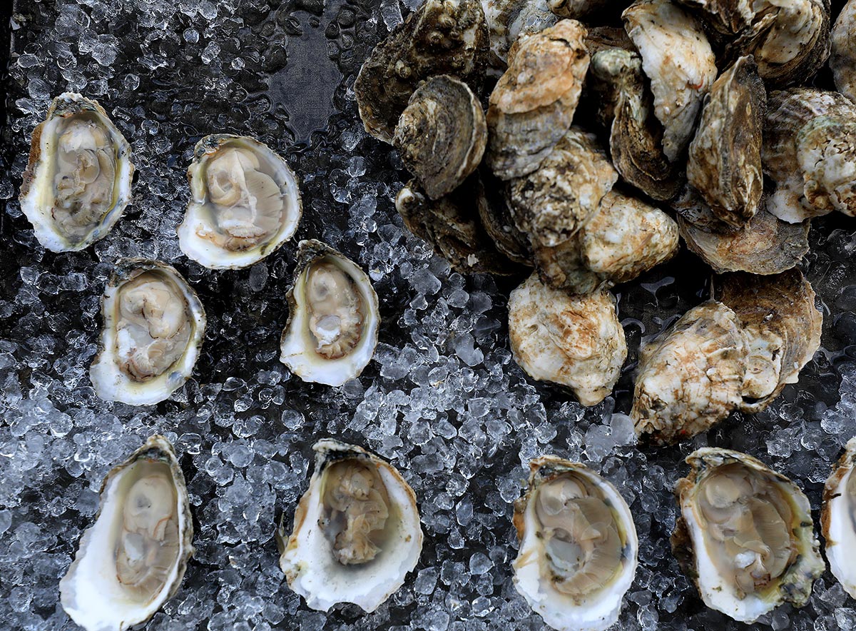 Serving up fresh oysters after a public tour at Oyster Seed Holdings Friday August 5, 2022.
